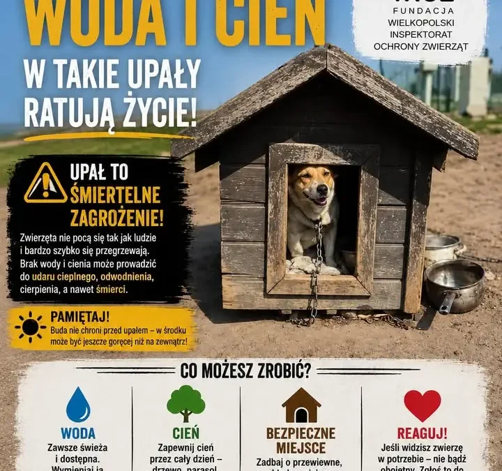 Upały zagrażają zwierzętom – jak pomóc? Praktyczne porady