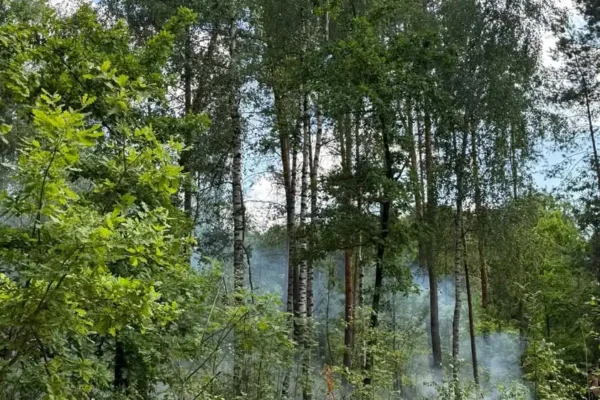 Pożar lasu w Golcach i Szwedach – interwencja strażaków z Jarocina, Domostawy i Zarzecza