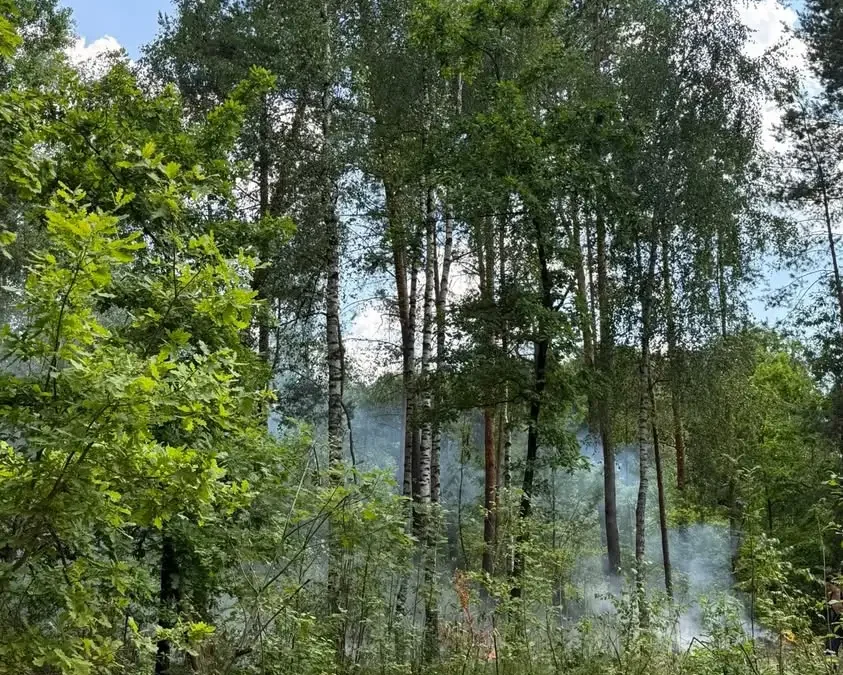Pożar lasu w Golcach i Szwedach – interwencja strażaków z Jarocina, Domostawy i Zarzecza