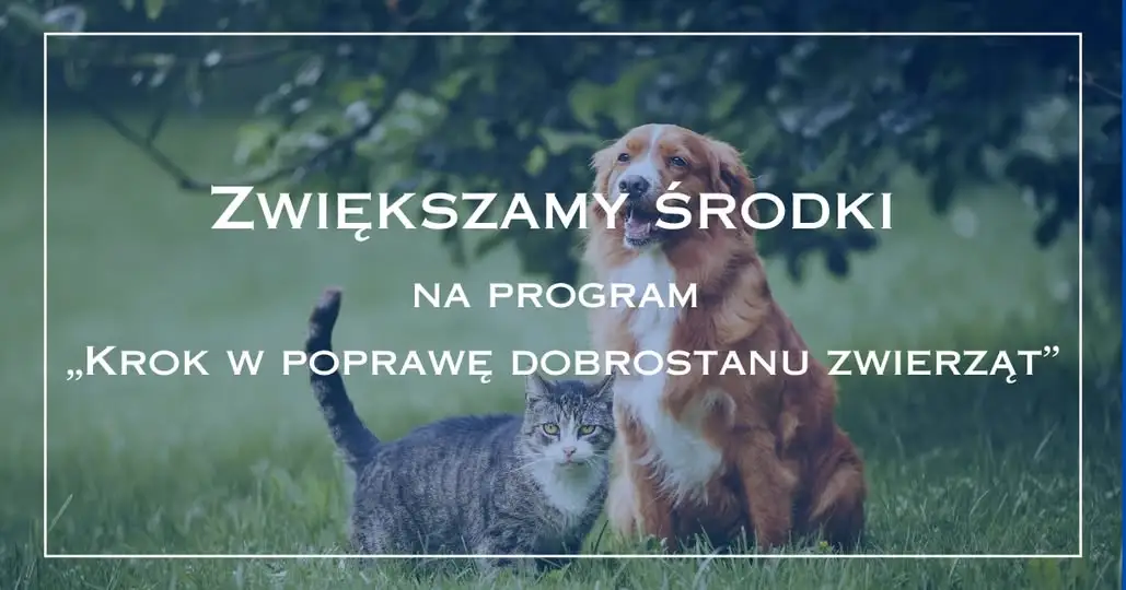 Więcej pieniędzy na sterylizację i czipowanie psów i kotów w Jarocinie