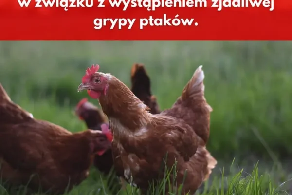 Odwołanie stref zagrożenia grypą ptaków w Wielkopolsce