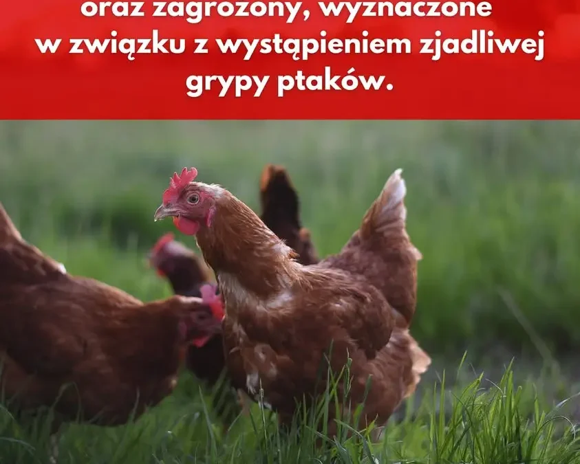 Odwołanie stref zagrożenia grypą ptaków w Wielkopolsce