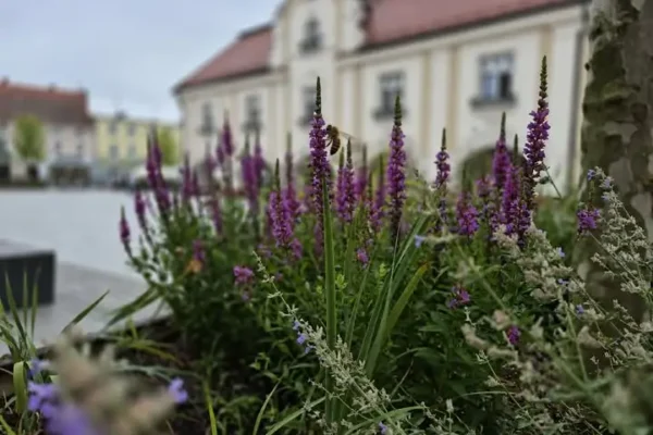 Gmina Jarocin tworzy przyjazne miejsca dla pszczół i innych zapylaczy