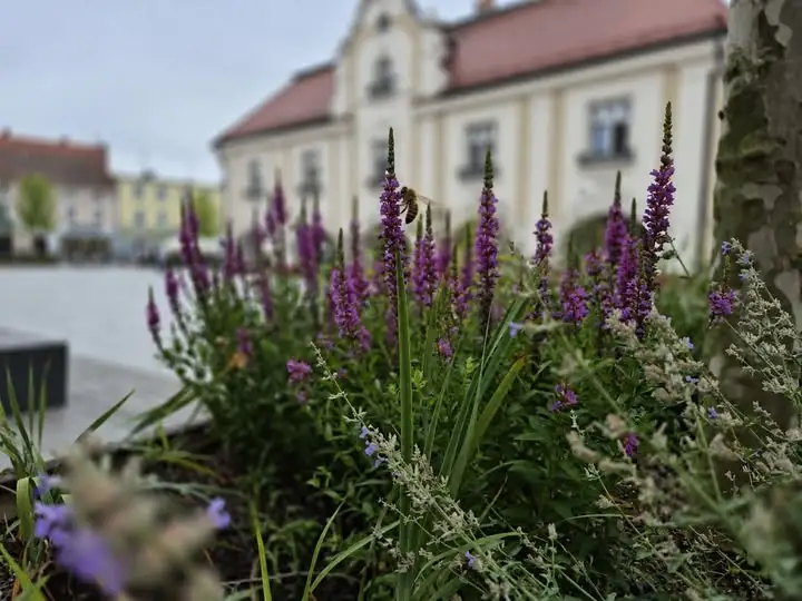 Gmina Jarocin tworzy przyjazne miejsca dla pszczół i innych zapylaczy