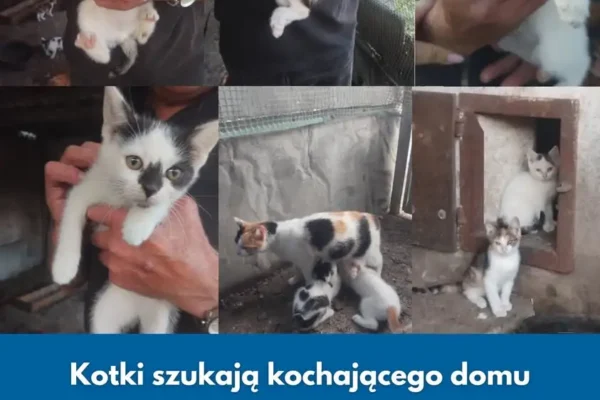 Kotki z gminy Kotlin szukają nowego domu