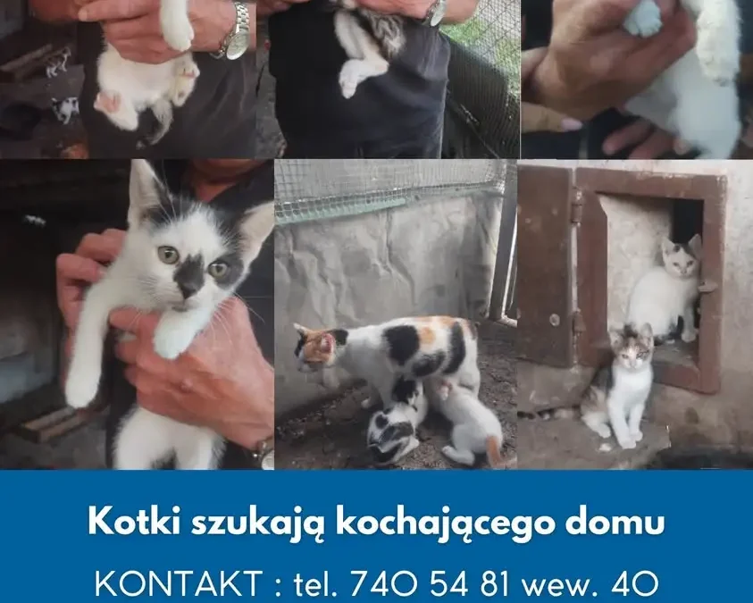 Kotki z gminy Kotlin szukają nowego domu