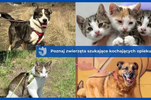 Adopcja zwierząt w Radlinie Wlkp. – psy i koty czekają na nowy dom