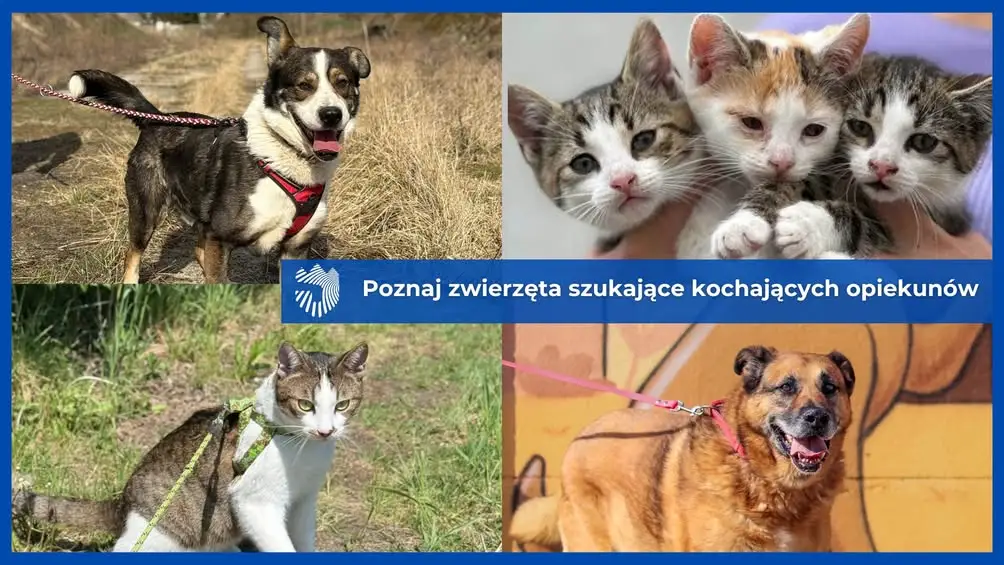 Adopcja zwierząt w Radlinie Wlkp. – psy i koty czekają na nowy dom