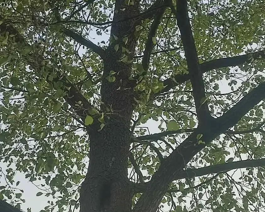 OSP Jarocin interweniowało przy drzewach i kocie na drzewie w Mostkach i Golcach