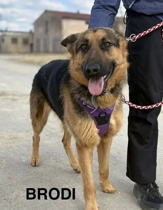 Schronisko w Radlinie Wlkp. przepełnione – psy czekają na adopcję