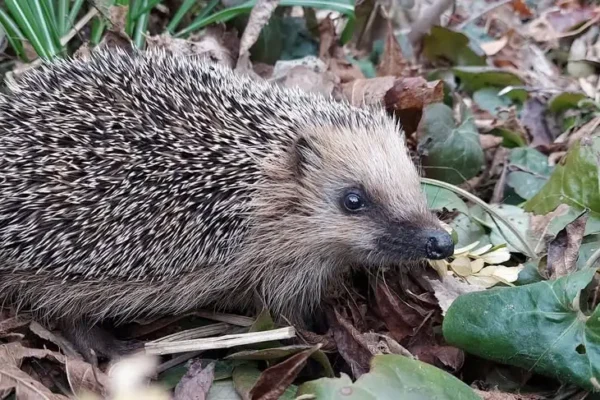 Jesień w Parku Radolińskich zachwyca kolorami. W niedzielę spacer z przyrodnikiem